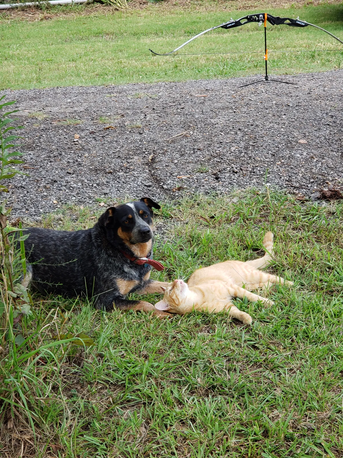 Lost dog in Arnaudville, LA, 70512