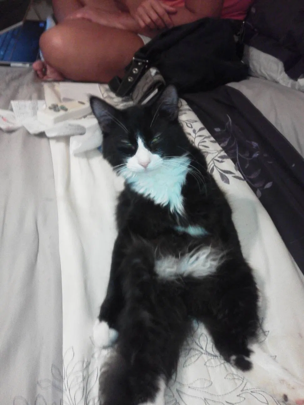 Lost cat in Chester, VA, 23831