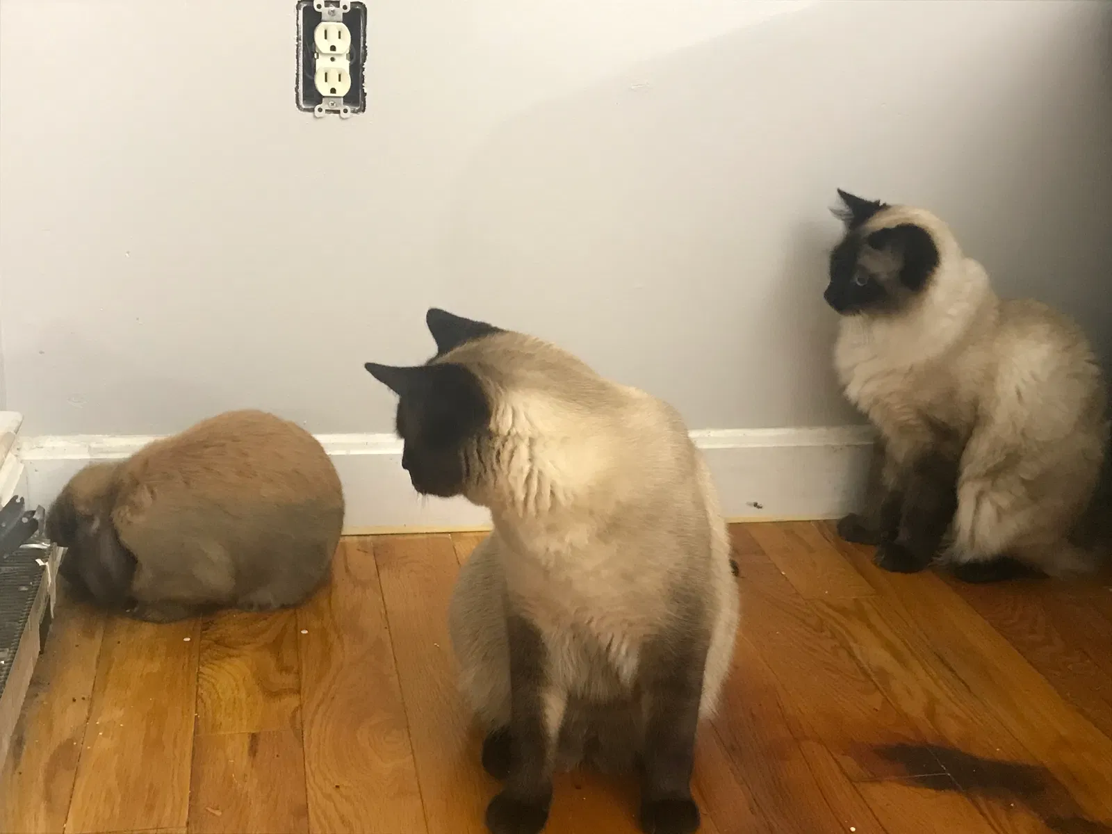 Lost cat in Hooksett, NH, 3106