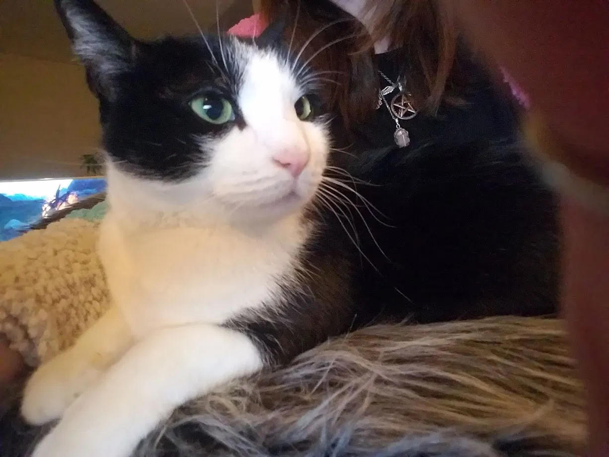 Lost cat in Saint Michael, MN, 55376