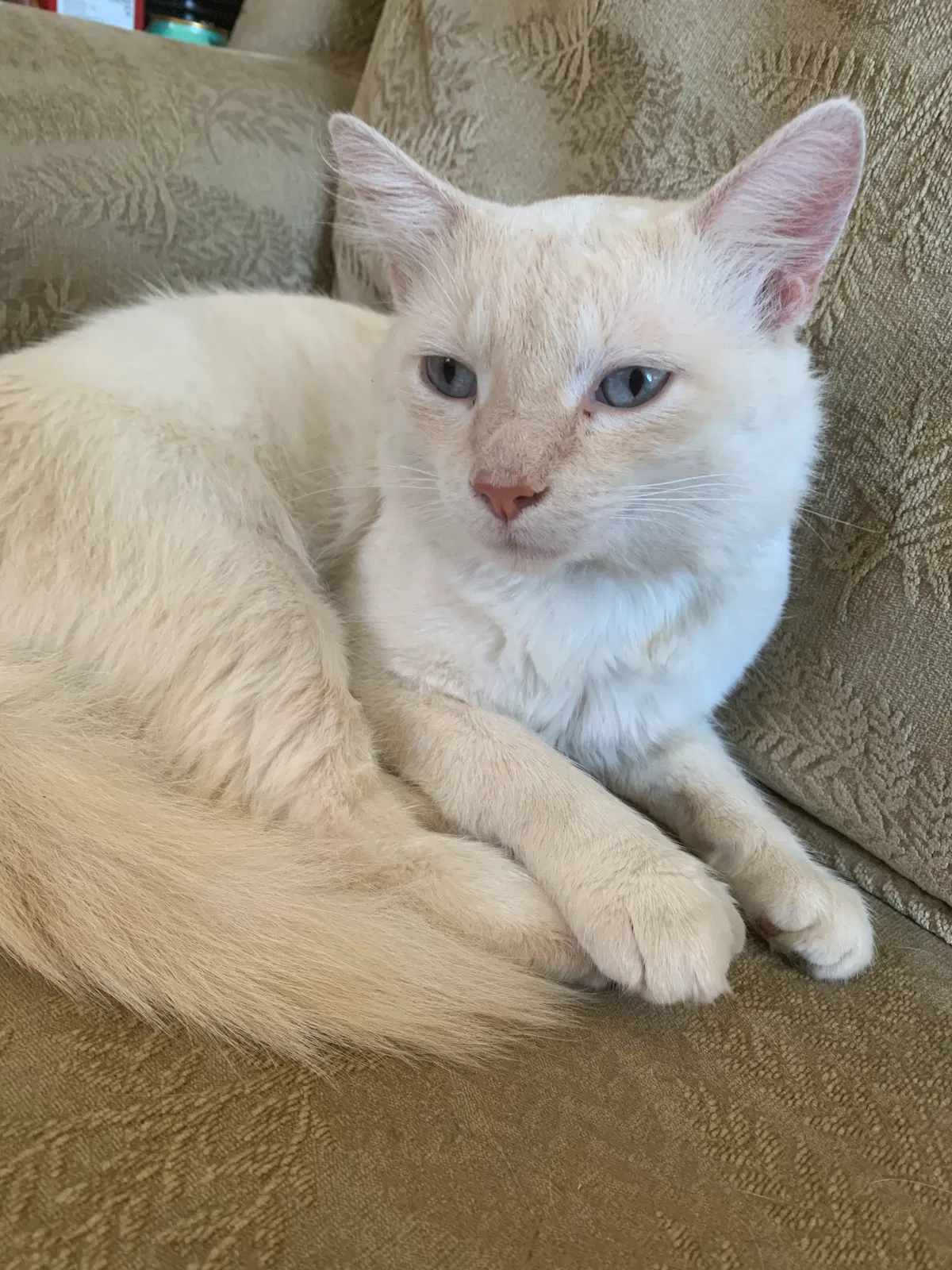 Lost cat in Evansville, IN, 47711