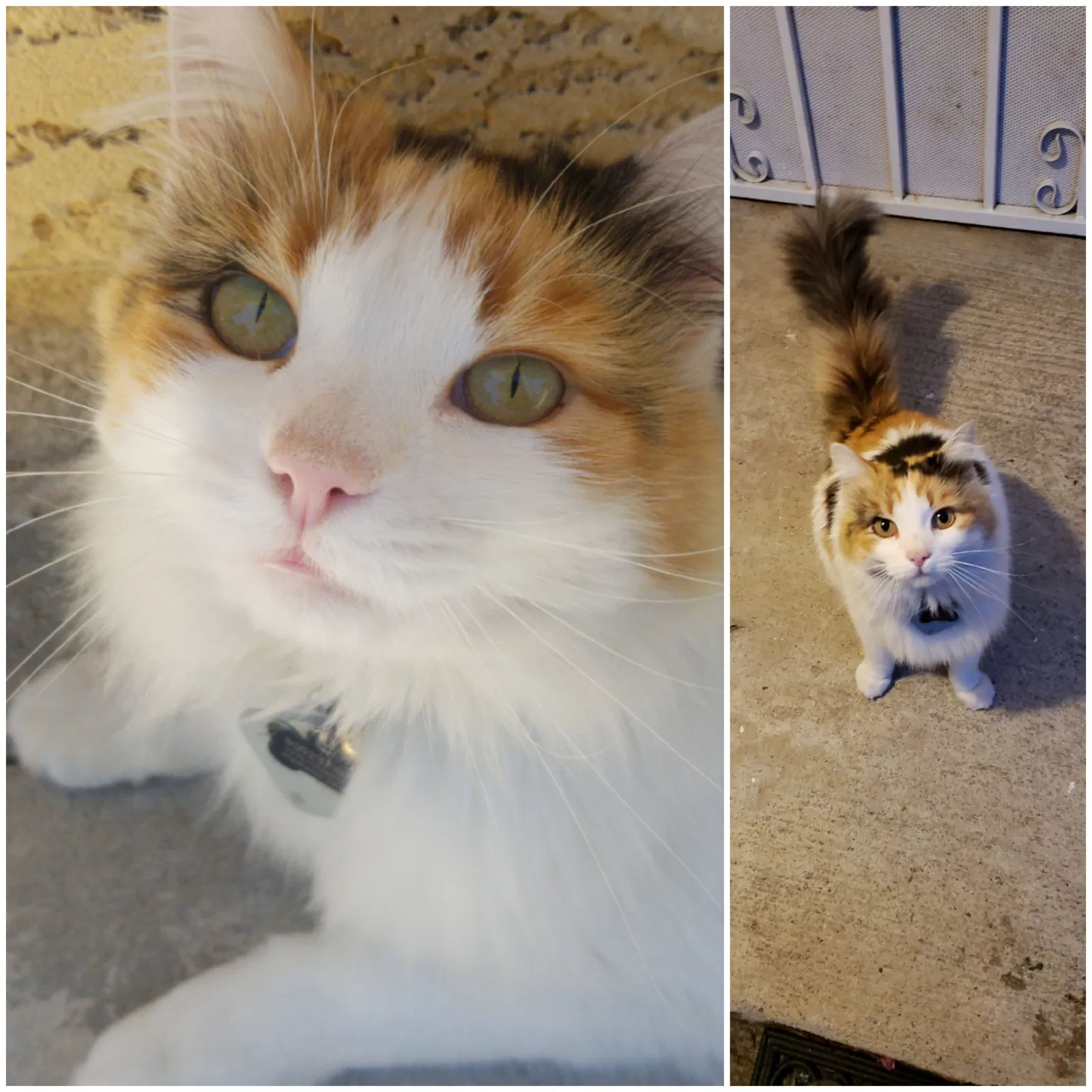Lost cat in Fontana, CA, 92336