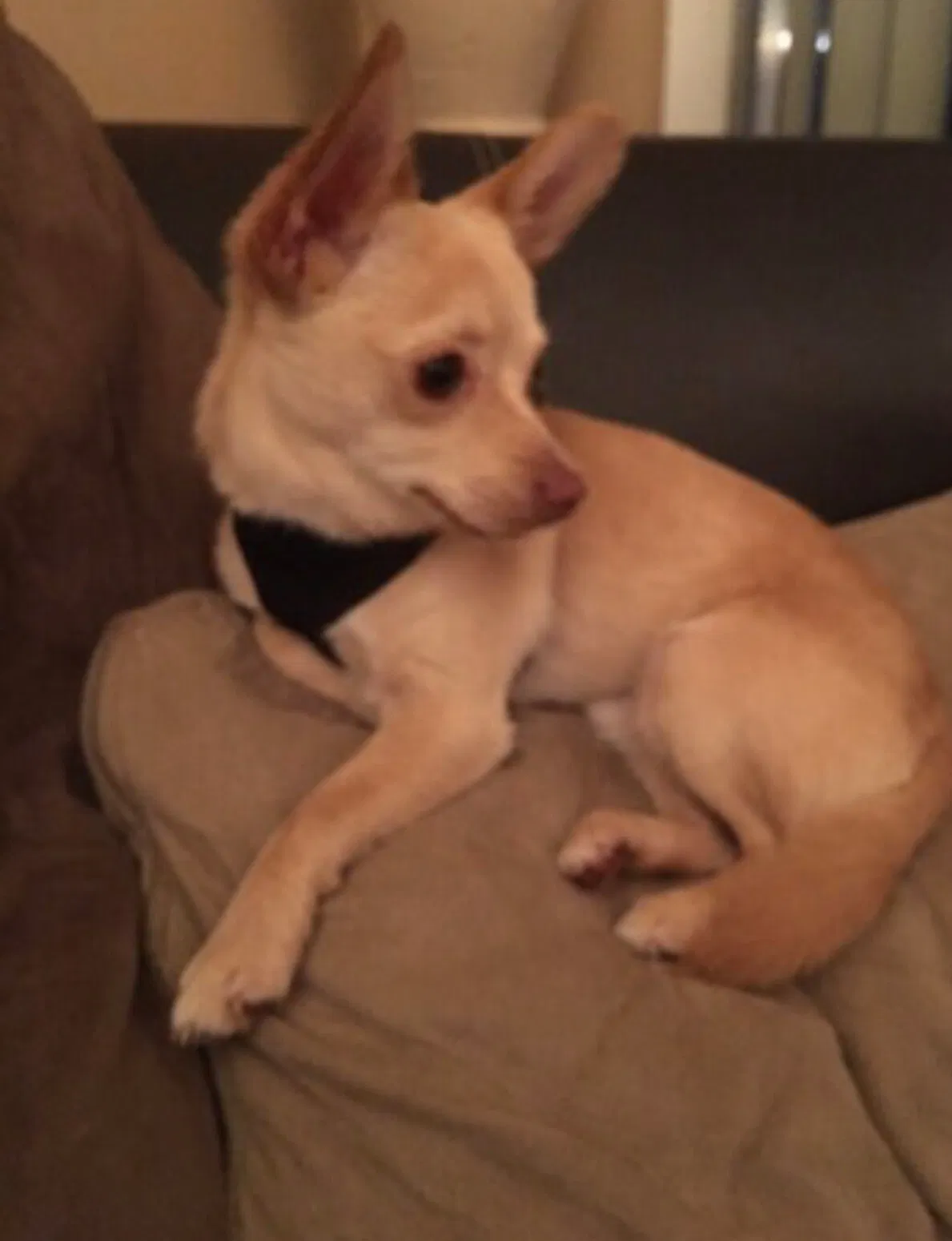 Lost dog in Hardeeville, SC, 29927