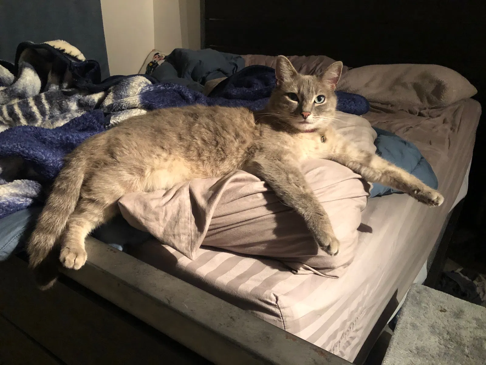 Lost cat in Ramona, CA, 92065
