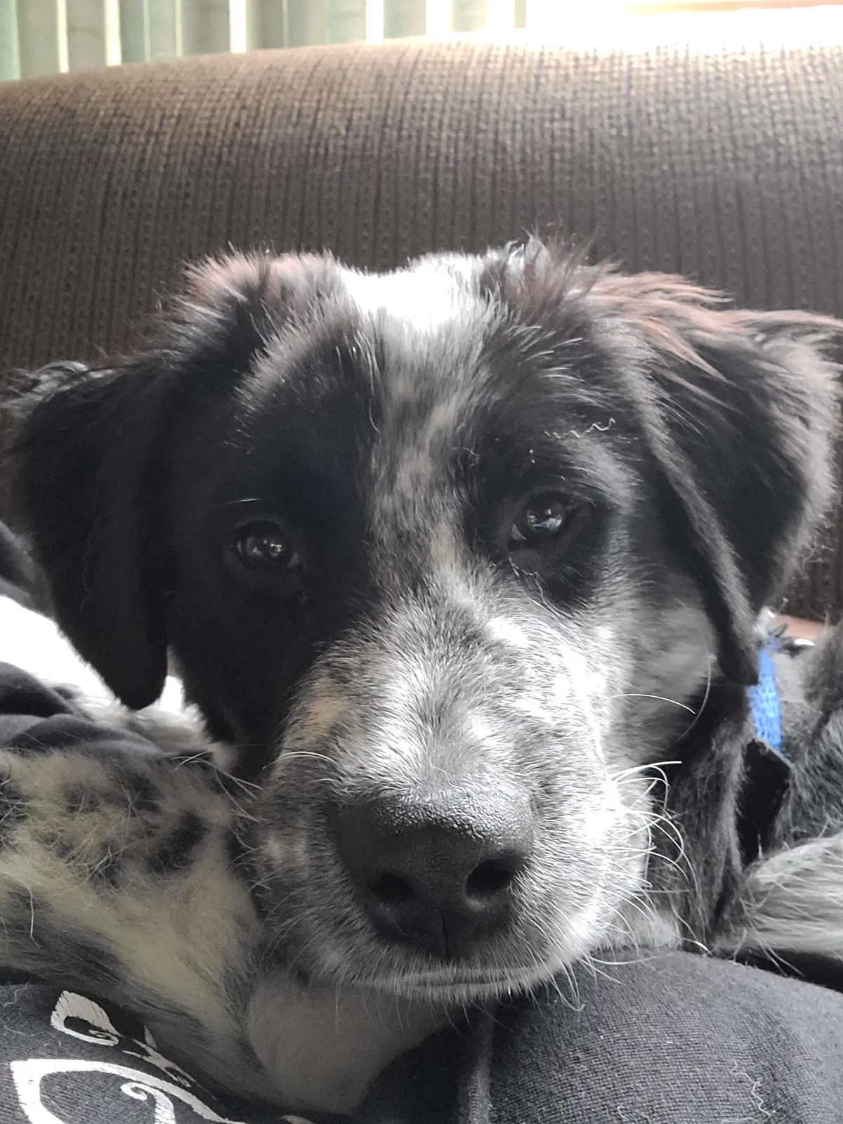 Lost dog in Clayton, OH, 45315