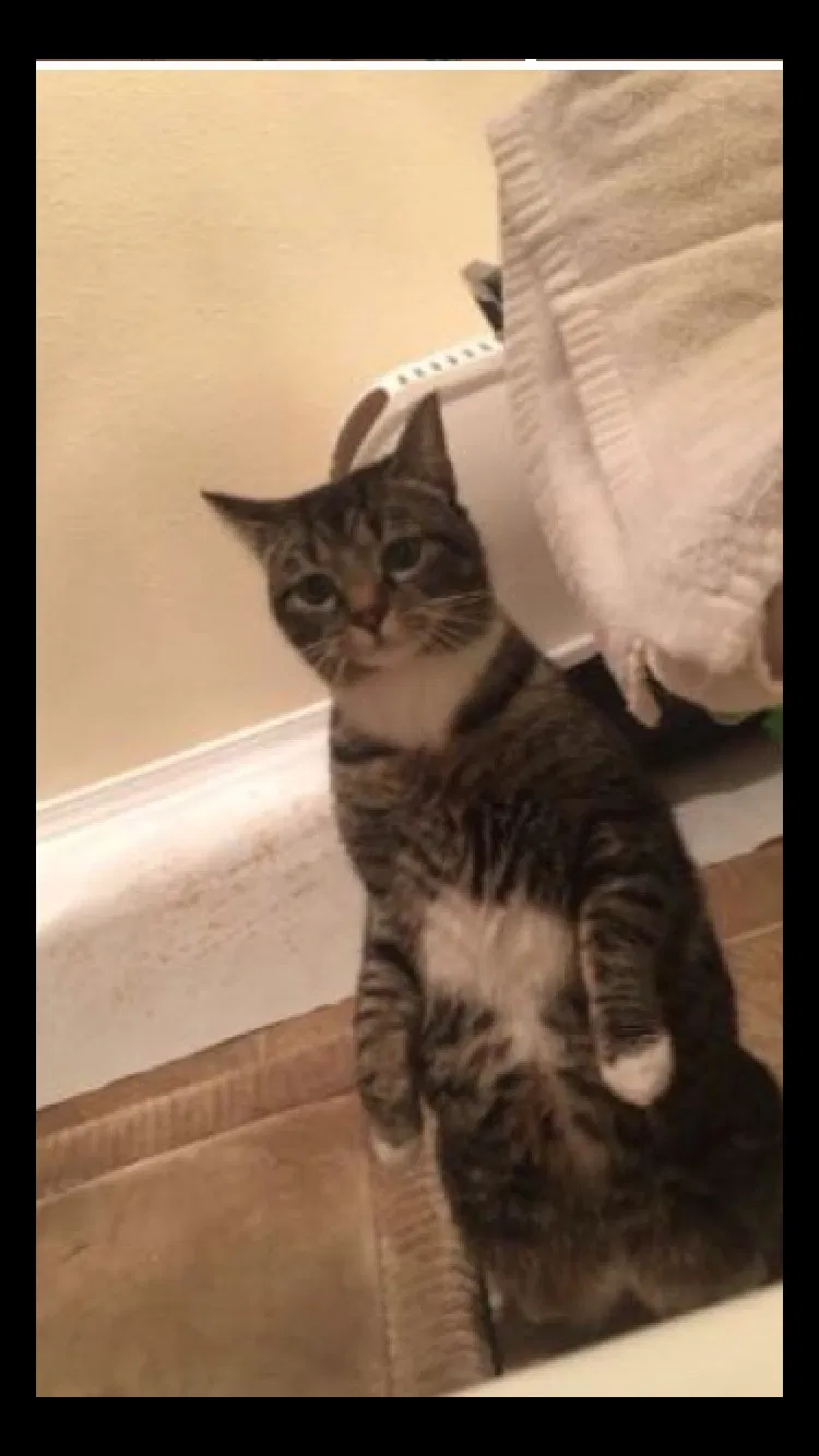 Lost cat in Salem, OR, 97305