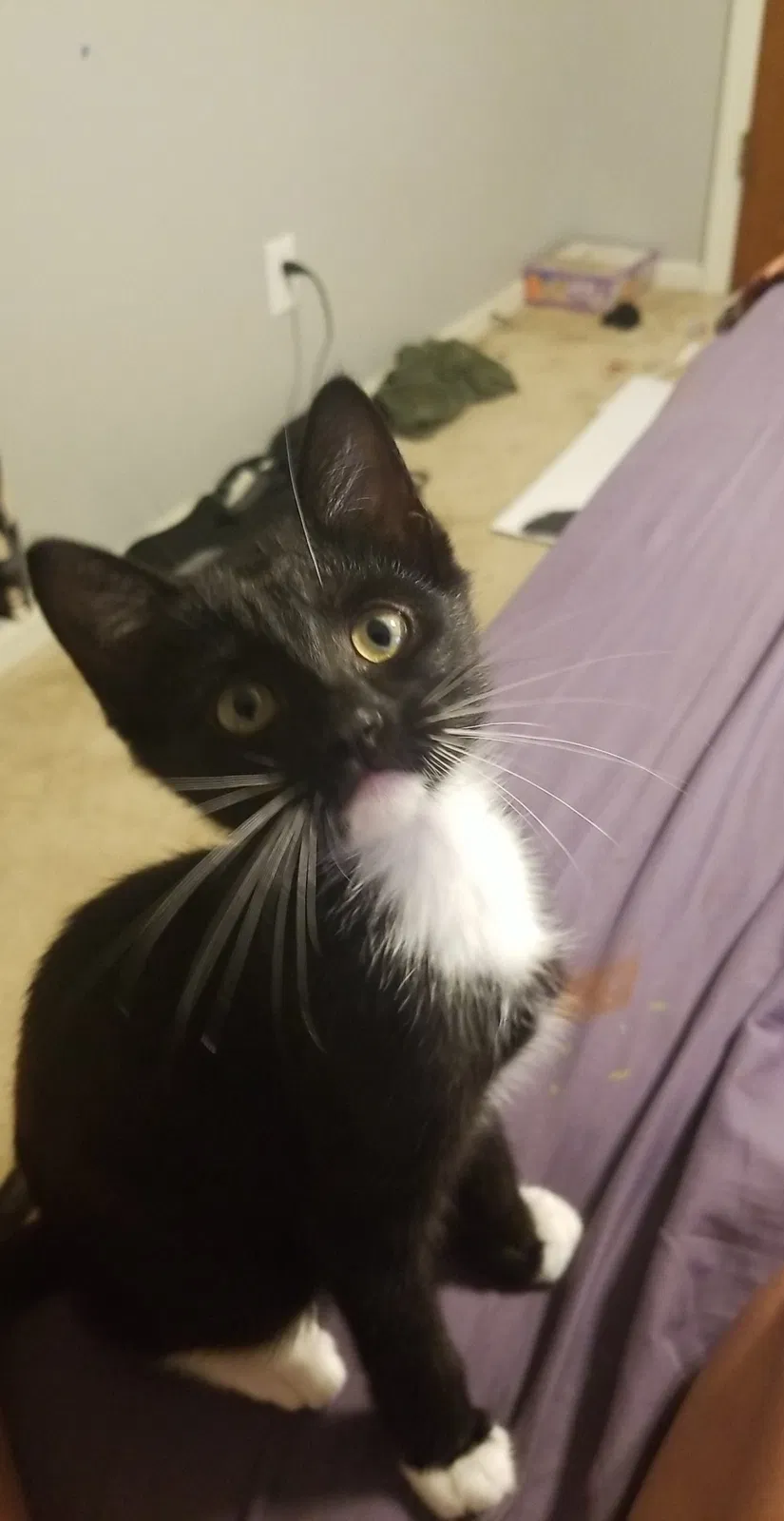 Lost cat in Fort Smith, AR, 72903