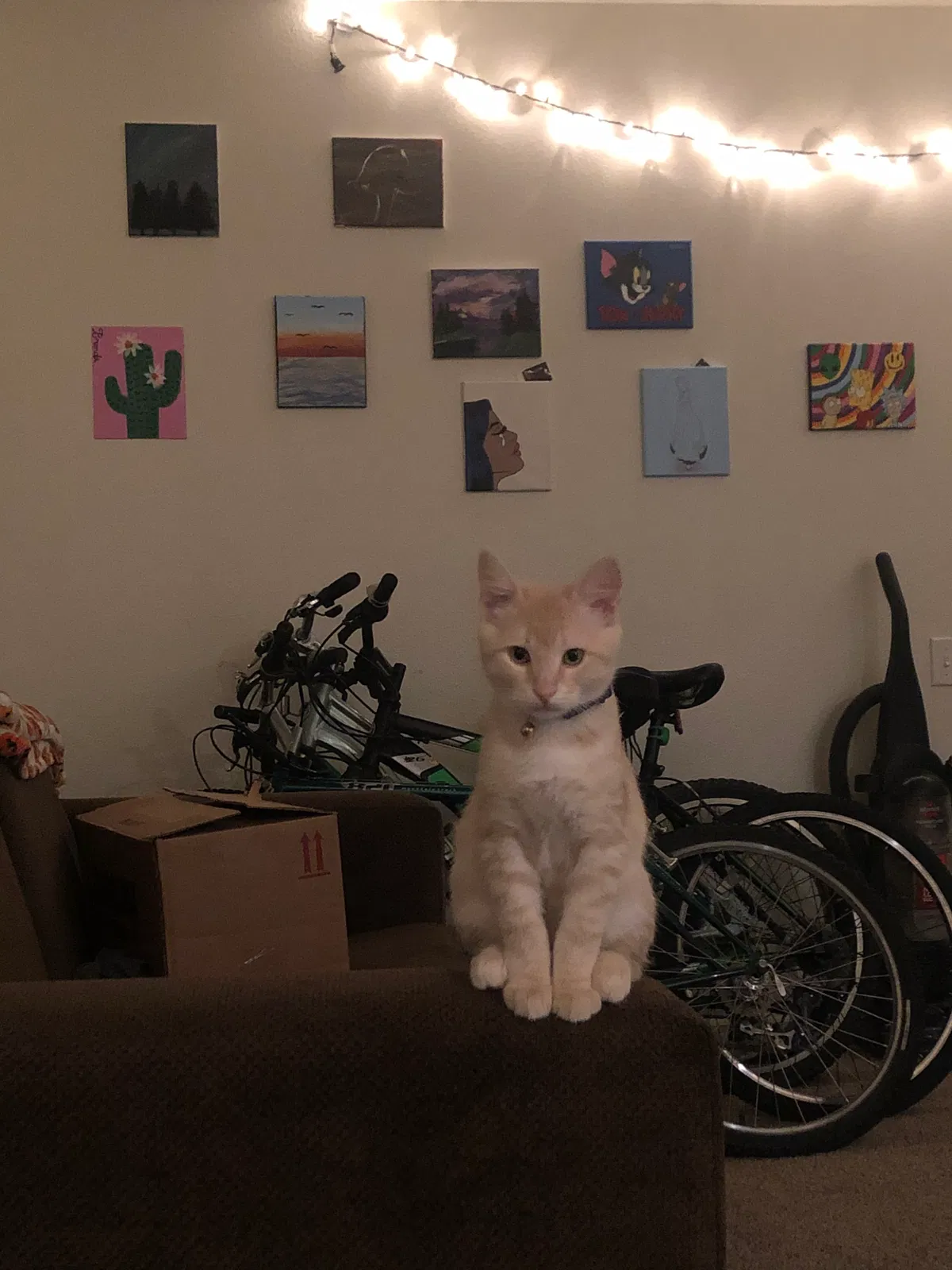 Lost cat in Fort Collins, CO, 80521