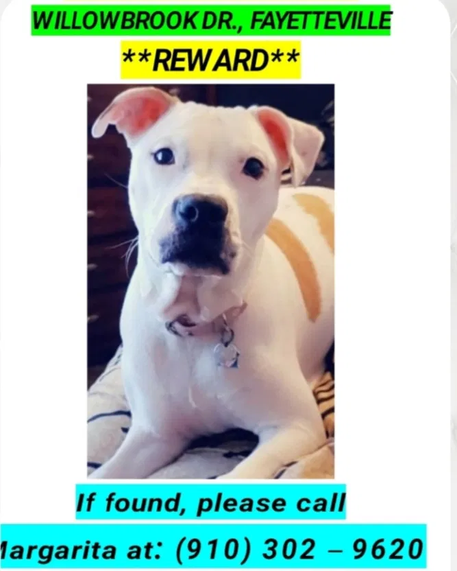 Lost dog in Fayetteville, NC, 28314