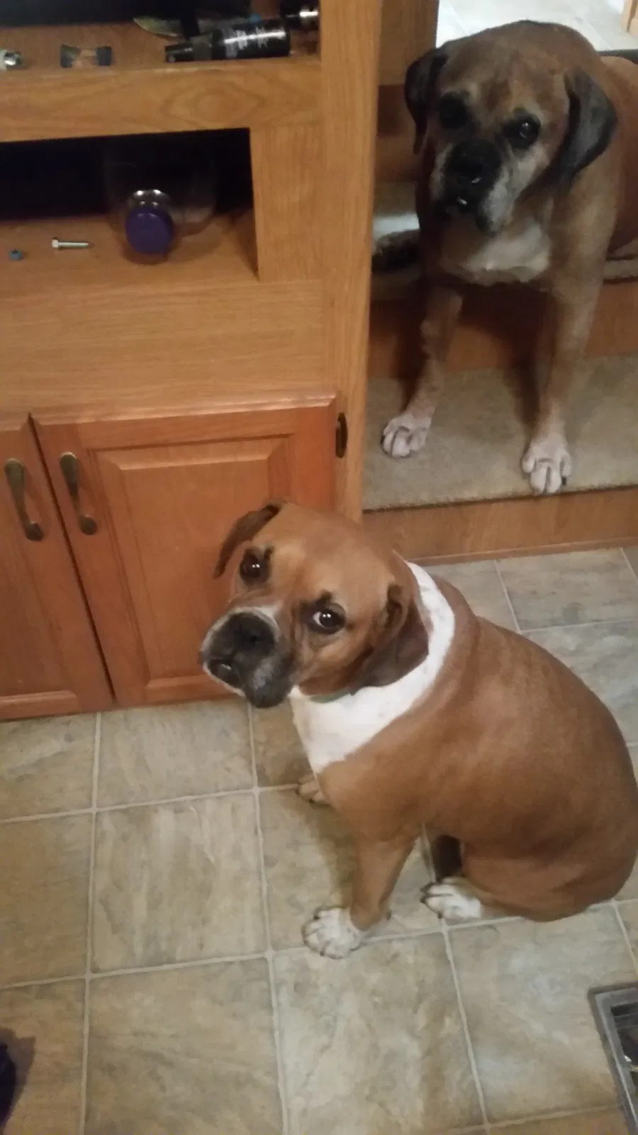 Lost dog in Decatur, TN, 37322