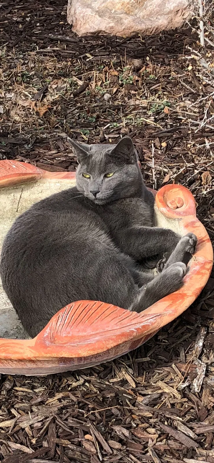 Lost cat in Ogden, UT, 84401