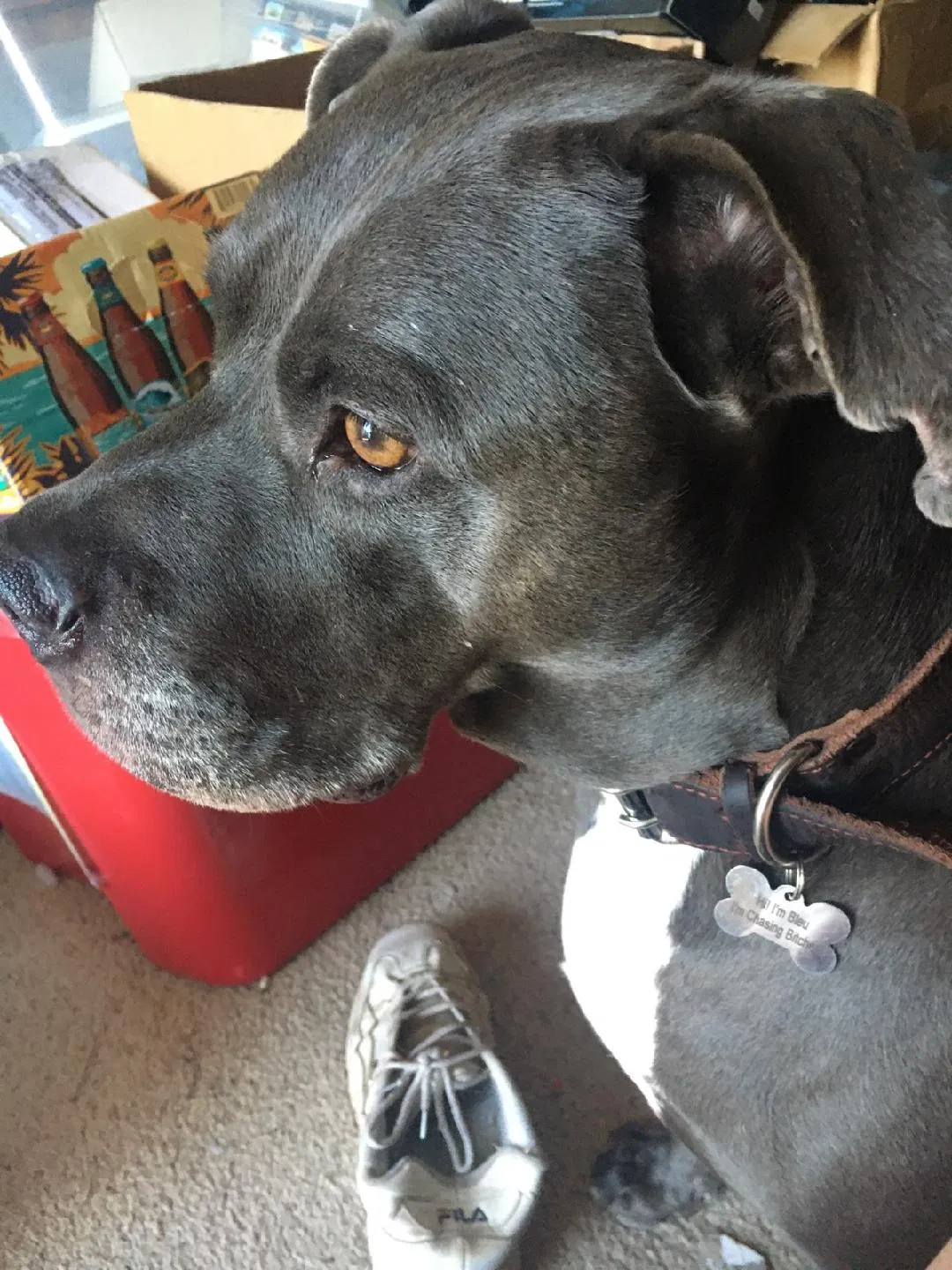 Lost dog in Redmond, OR, 97756