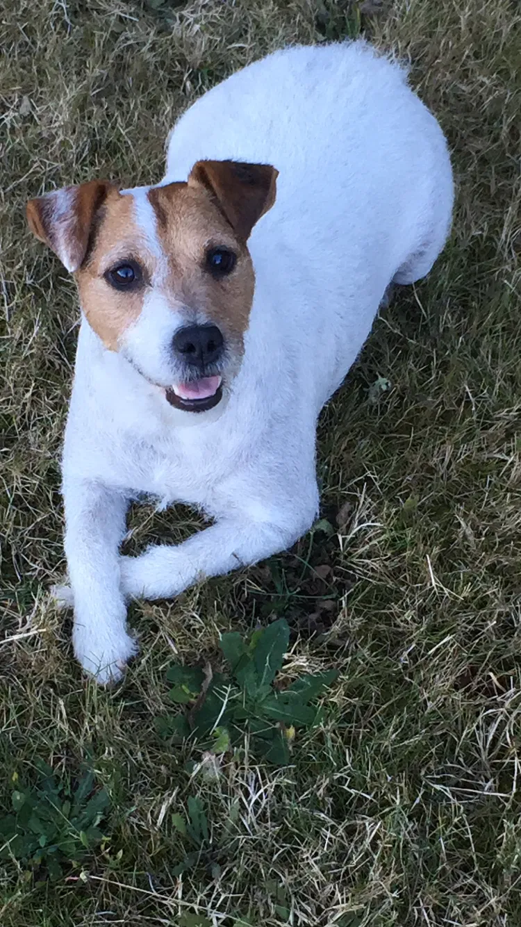 Lost dog in Floral City, FL, 34436