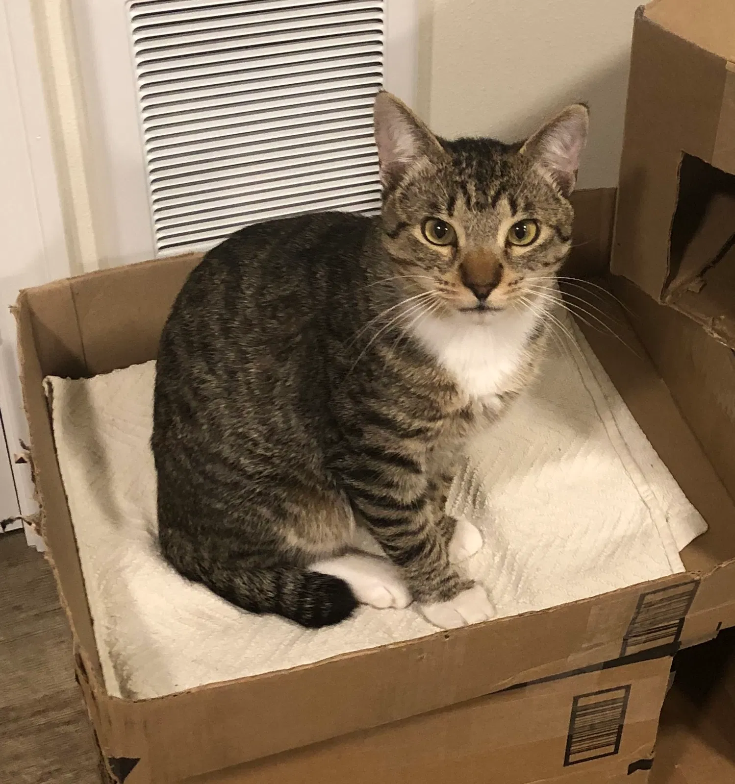 Lost cat in Lynden, WA, 98264