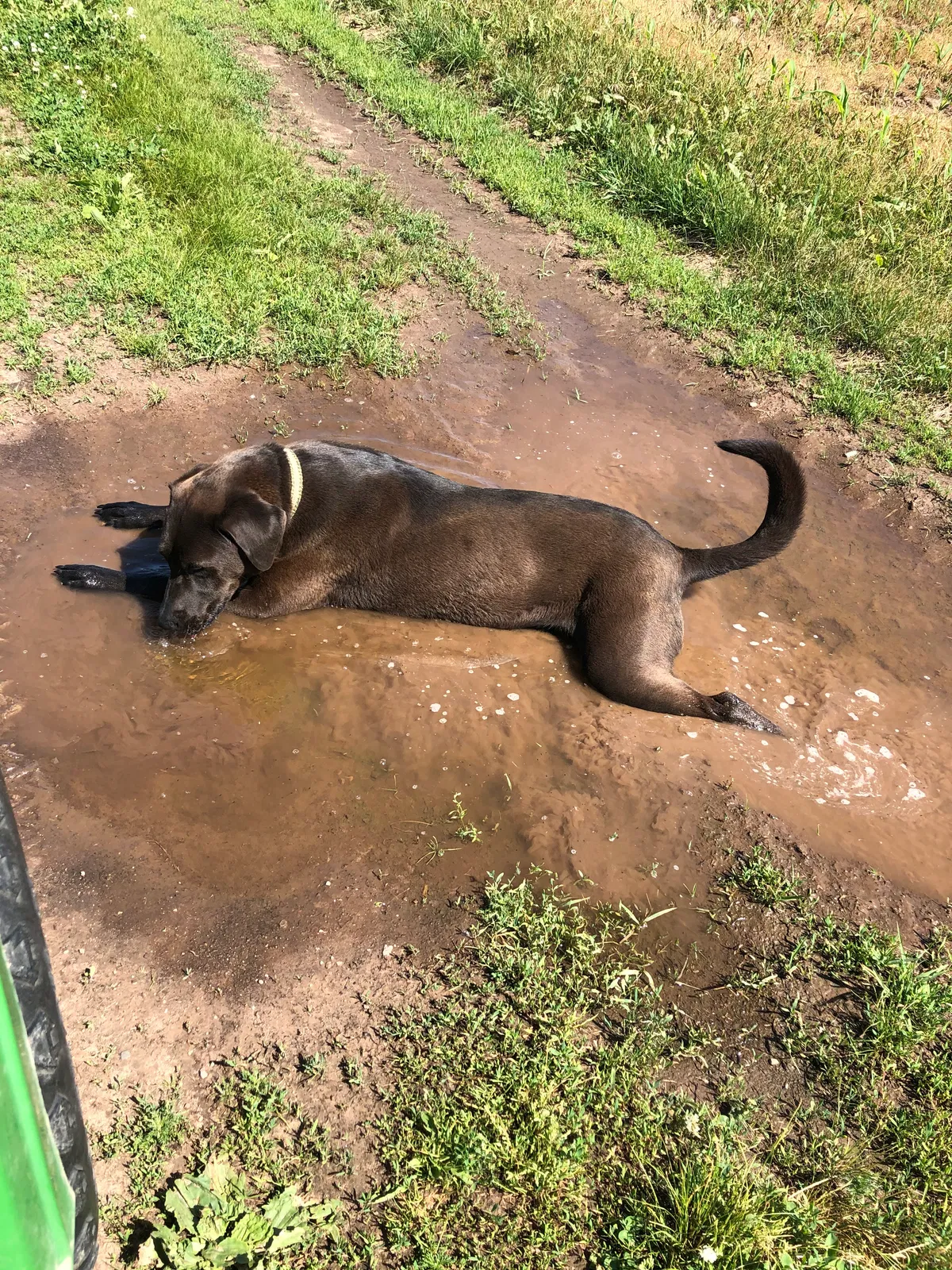 Lost dog in Pulaski, WI, 54162