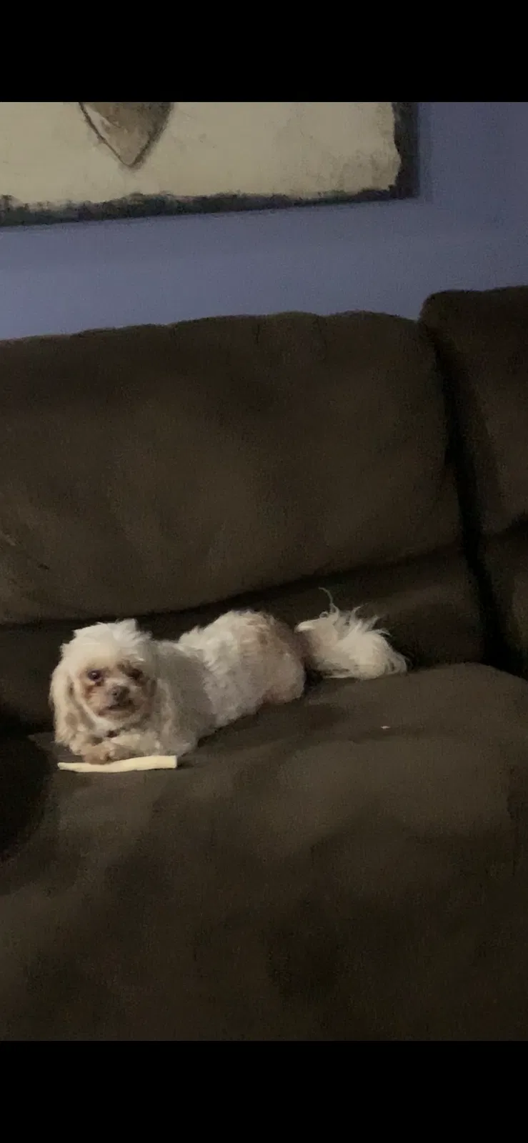Lost dog in Gulfport, MS, 39503