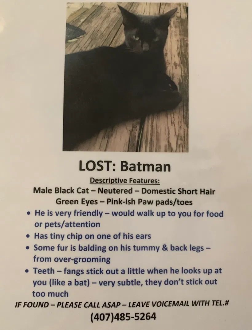 Lost cat in Casselberry, FL, 32707