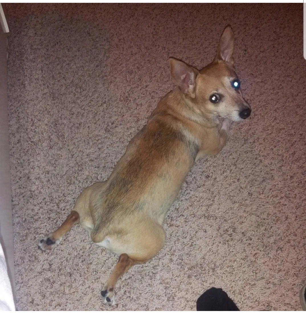 Lost dog in Orlando, FL, 32824