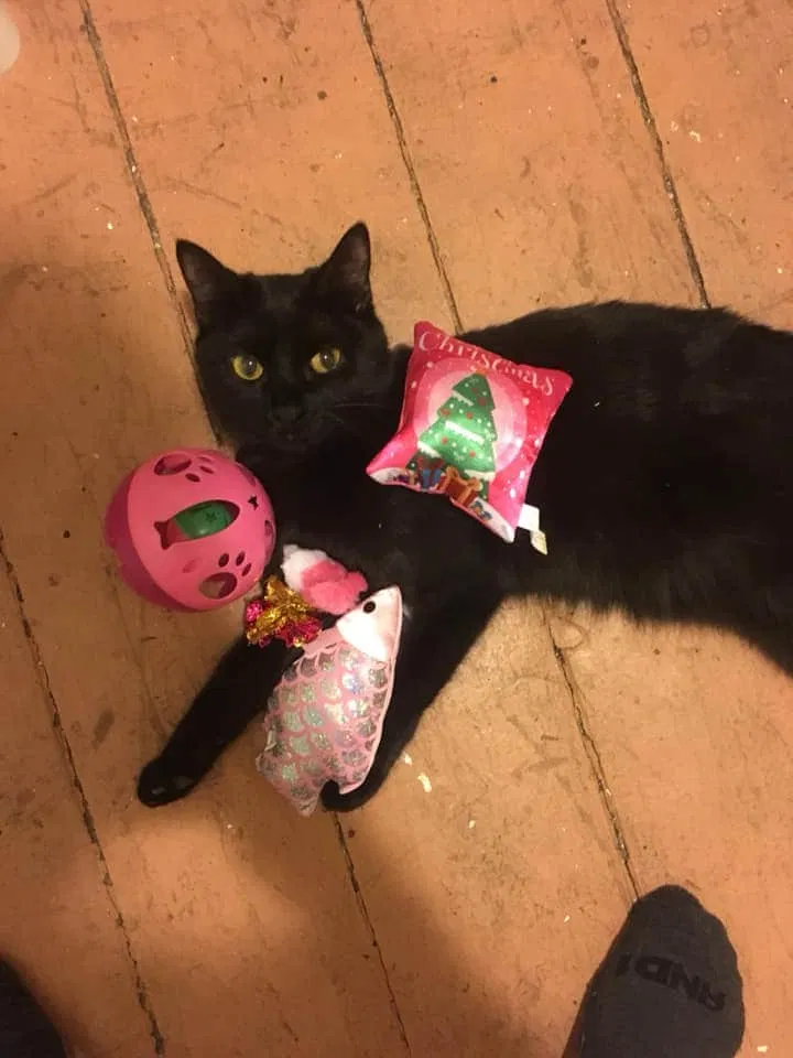 Lost cat in Lee, NH, 3861