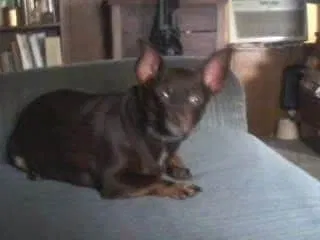 Lost dog in Iron City, TN, 38463