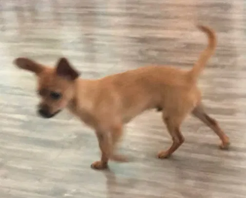 Lost dog in Inverness, FL, 34450