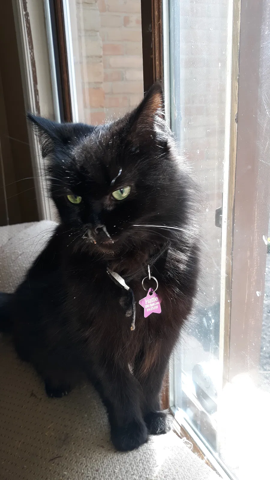 Lost cat in Lewis Center, OH, 43035