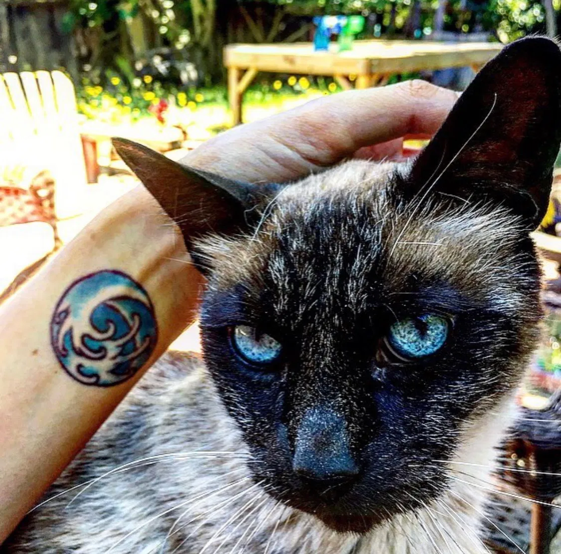 Lost cat in Santa Rosa, CA, 95401
