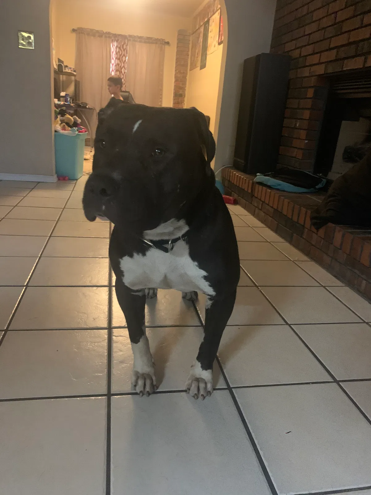 Found dog in Tulsa, OK, 74133
