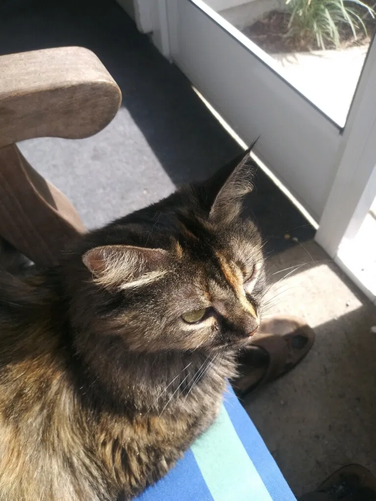 Lost cat in Jacksonville, FL, 32225