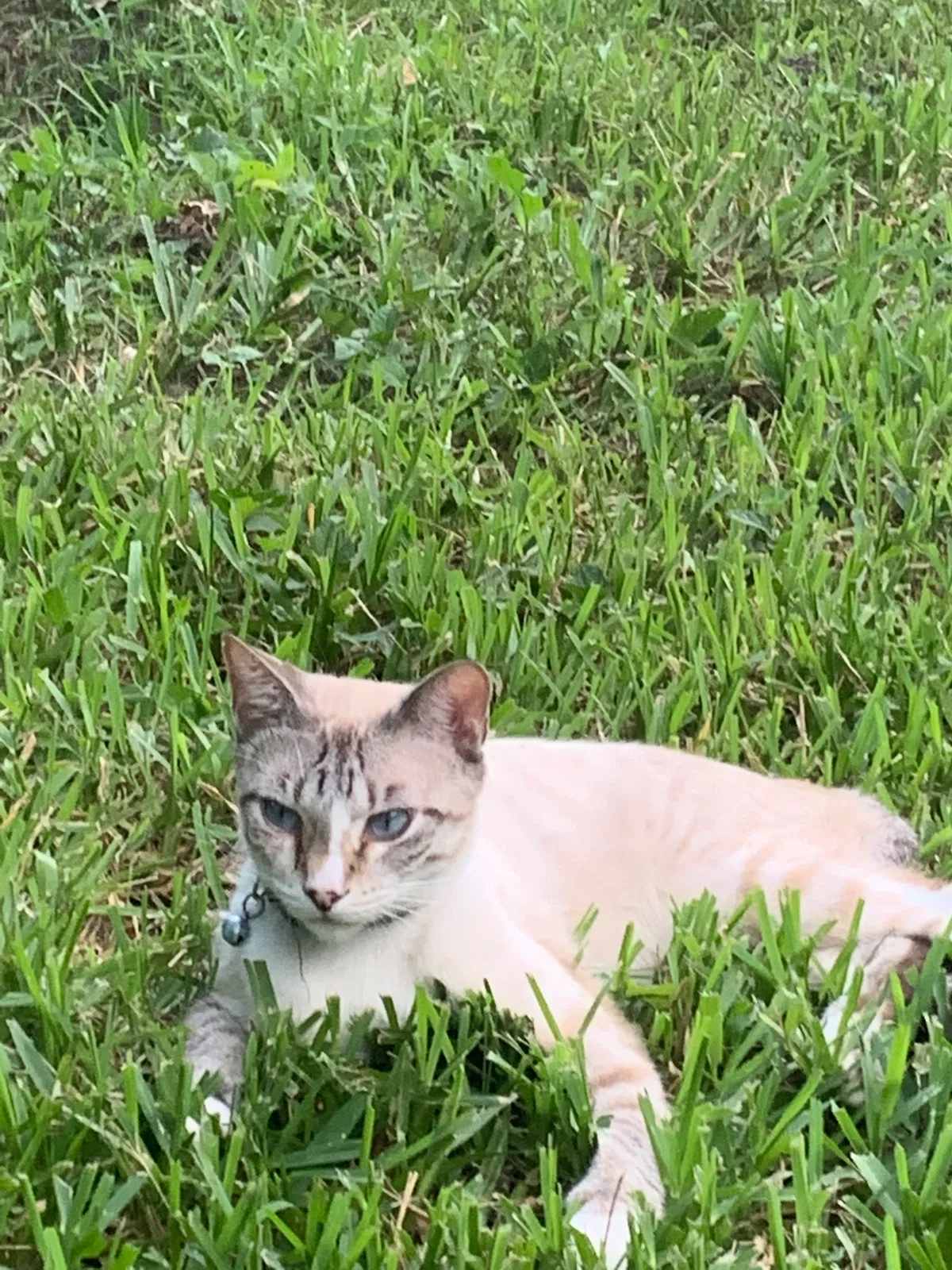 Lost cat in Winter Park, FL, 32792