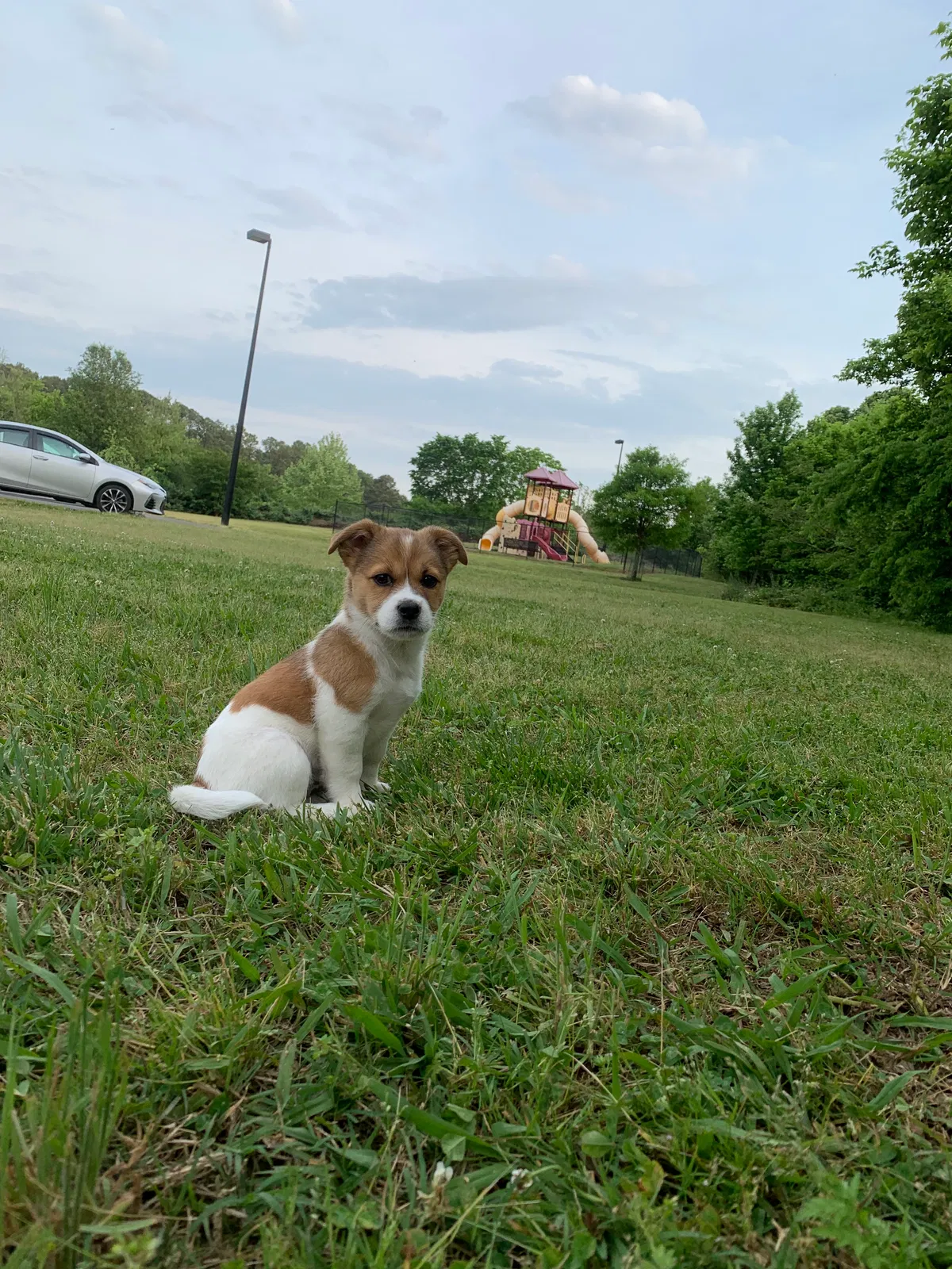 Lost dog in Rome, GA, 30165