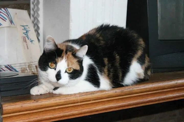 Lost cat in Saint Paul, MN, 55119