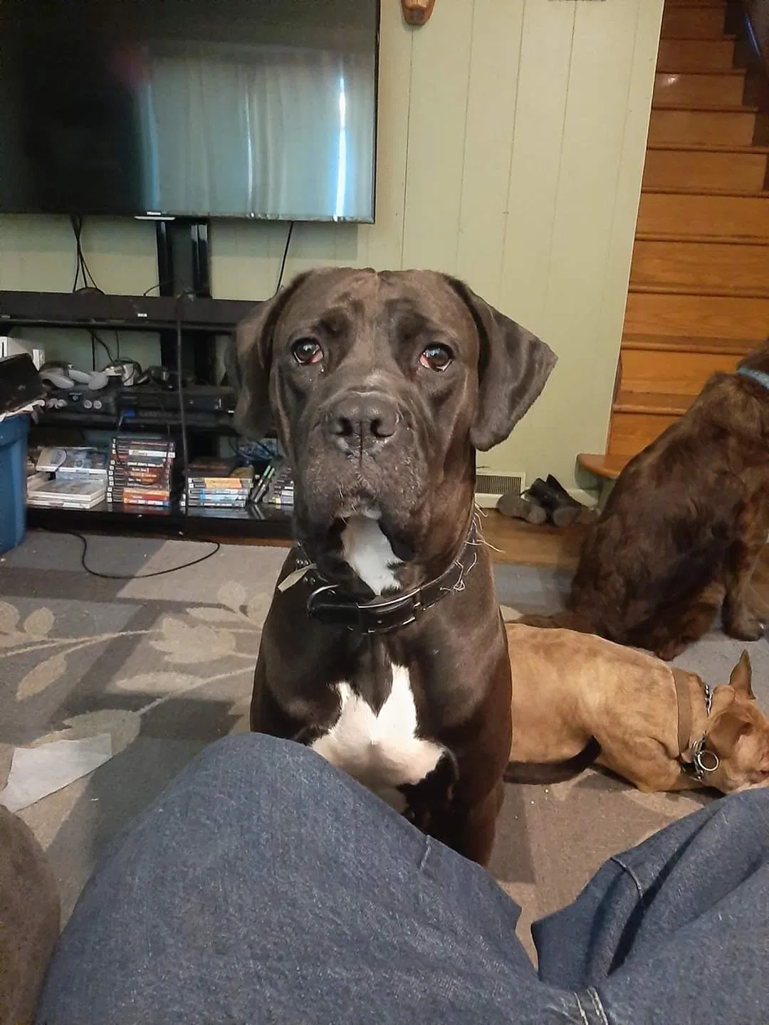 Lost dog in Canton, OH, 44718