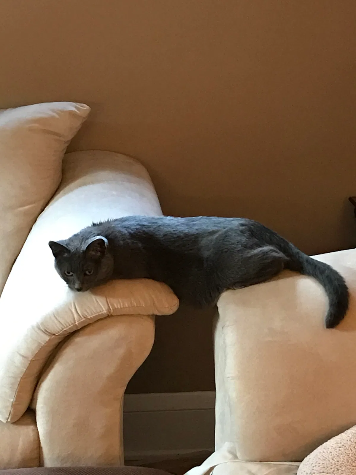 Lost cat in Saint Paul, MN, 55117