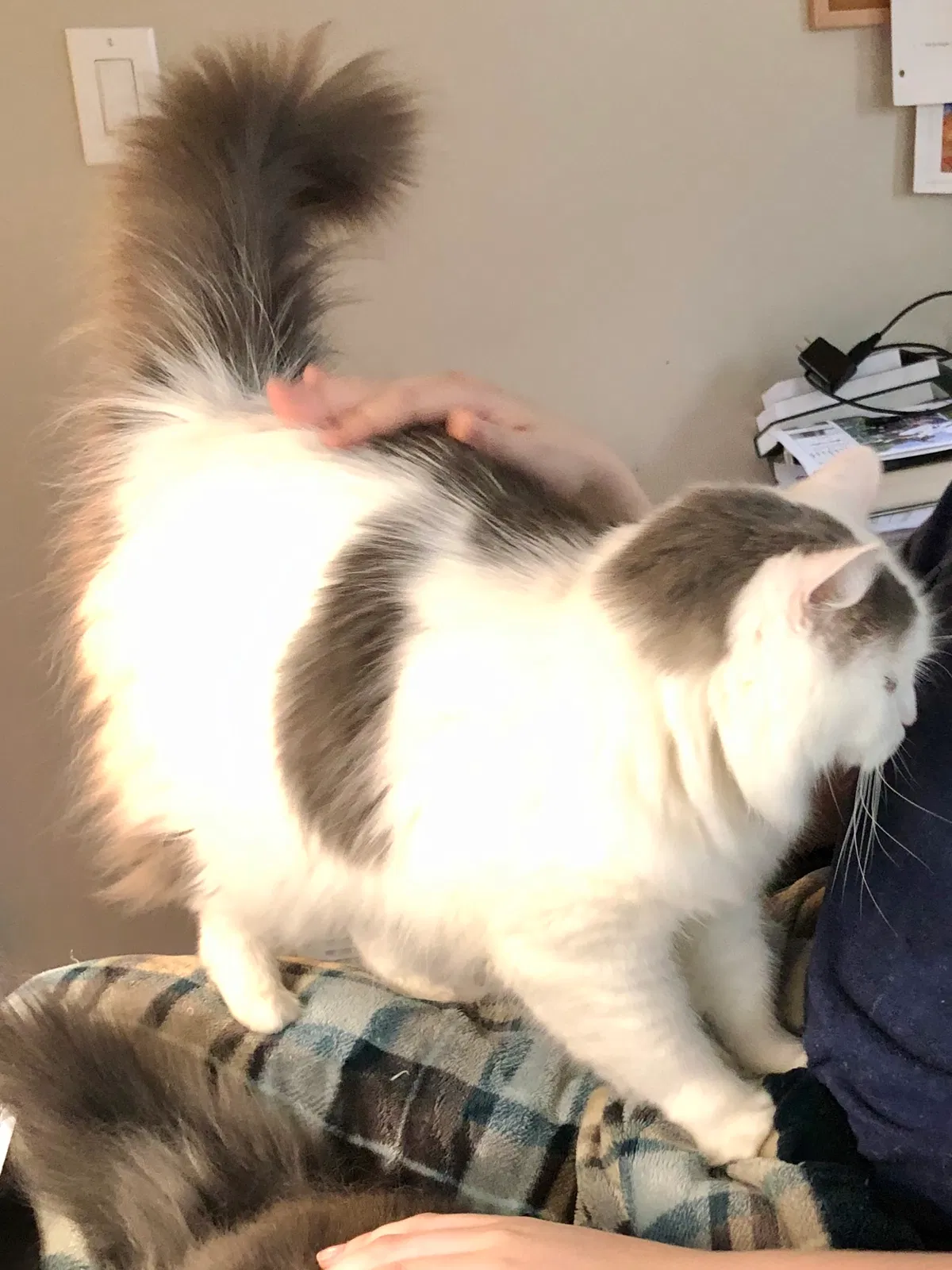 Lost cat in Marysville, OH, 43040