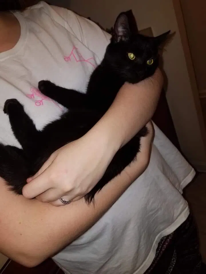 Lost cat in Orange Park, FL, 32073