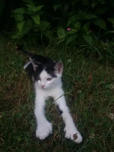 Lost cat in Sardinia, OH, 45171
