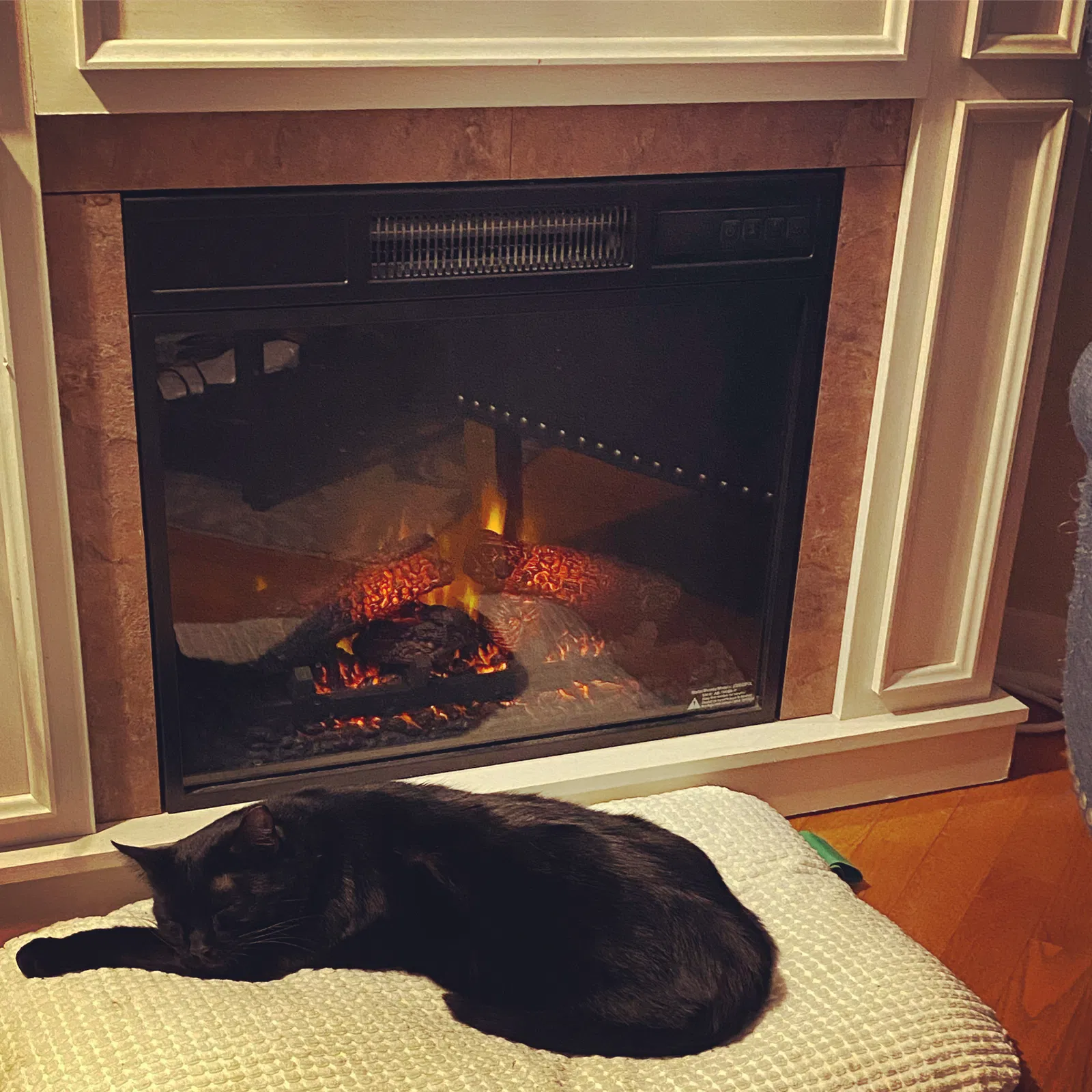 Lost cat in Loves Park, IL, 61111