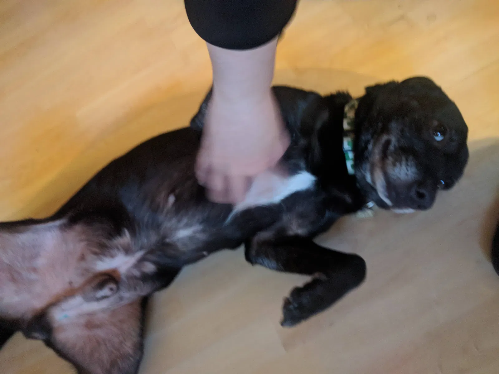 Lost dog in Jacksonville, FL, 32205