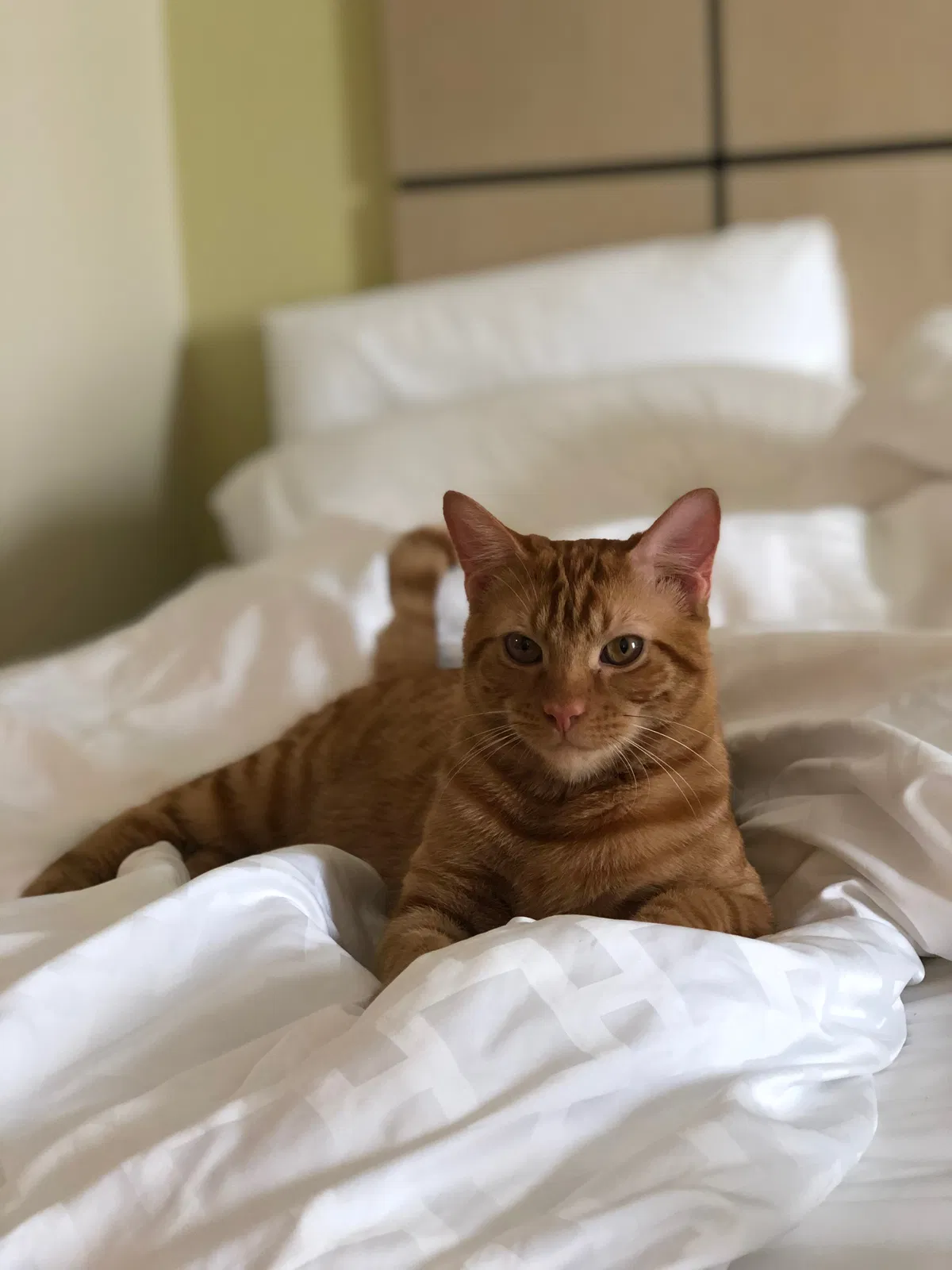Lost cat in Colorado Springs, CO, 80902