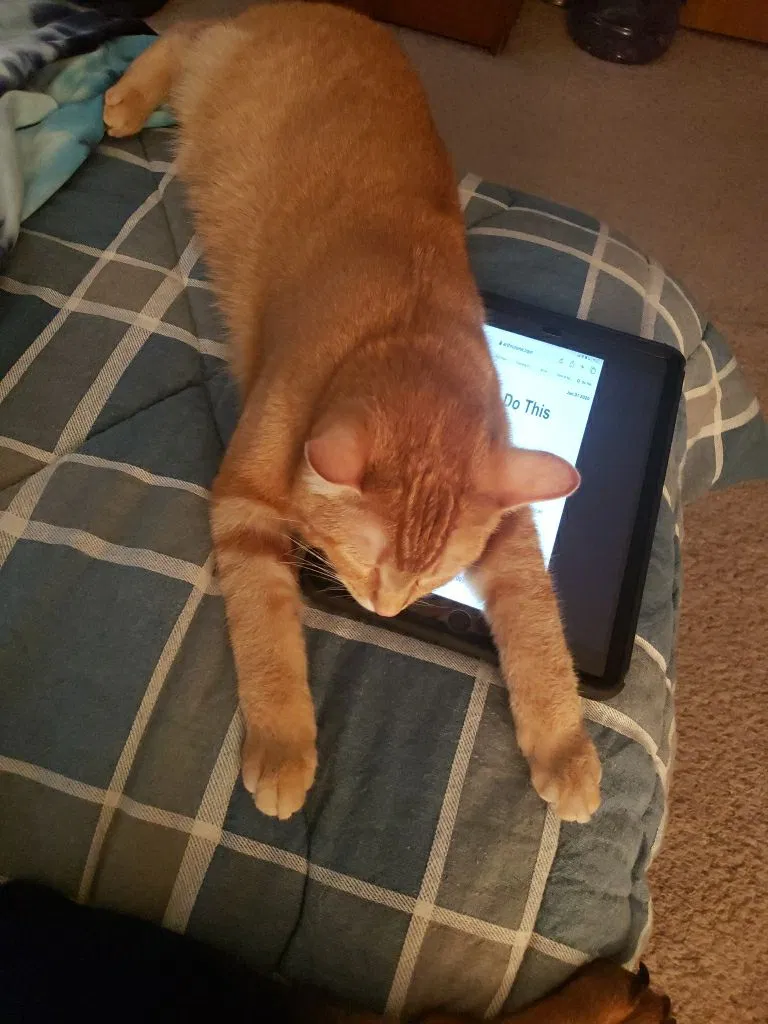 Lost cat in Grove City, OH, 43123