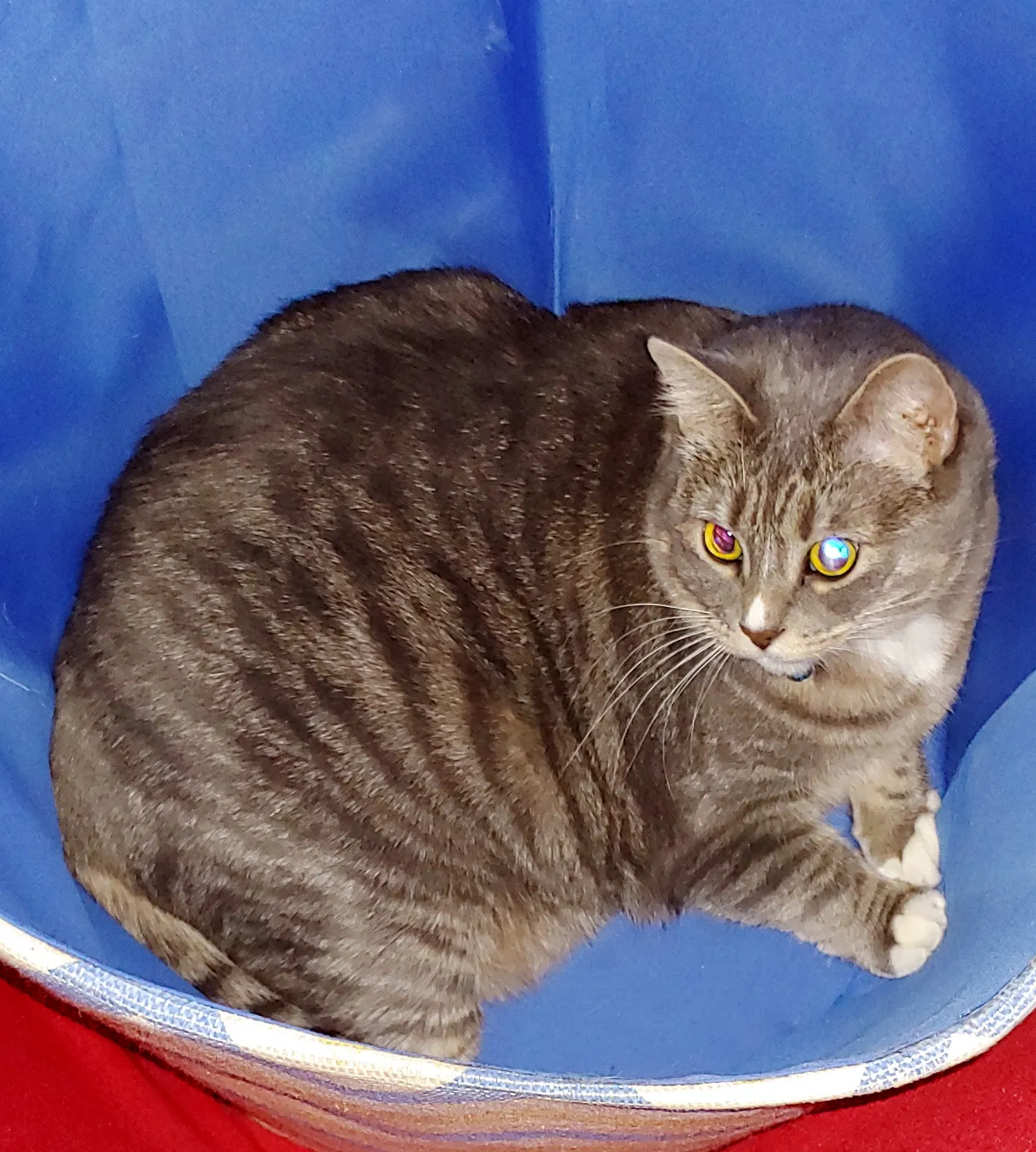 Lost cat in Vancouver, WA, 98661