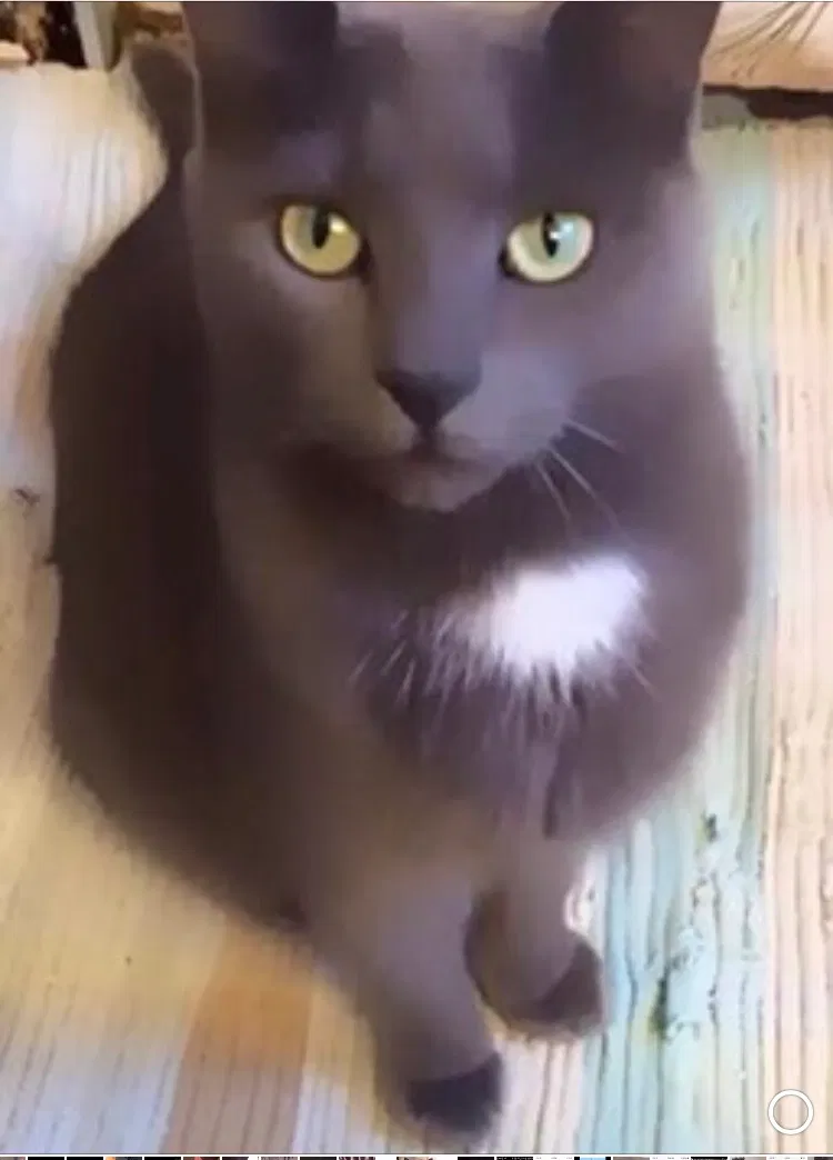 Lost cat in Terre Haute, IN, 47803