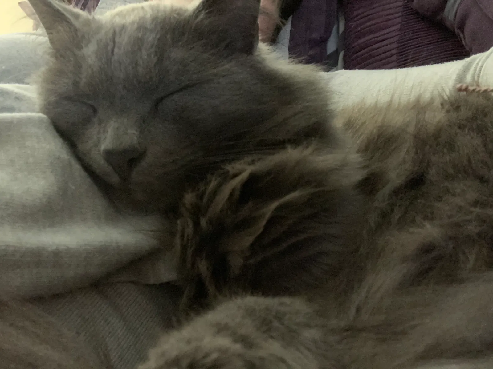 Lost cat in Roanoke, VA, 24018