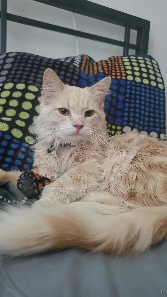 Lost cat in Rockford, IL, 61109