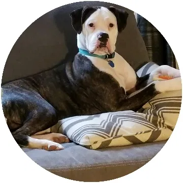 Lost dog in Des Moines, IA, 50317