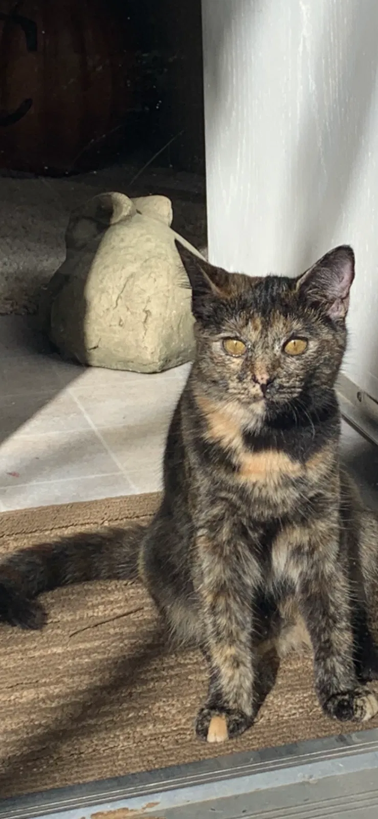 Lost cat in Trussville, AL, 35173