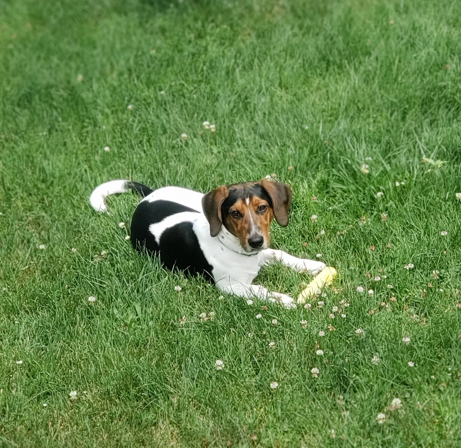 Lost dog in Harris, MN, 55032