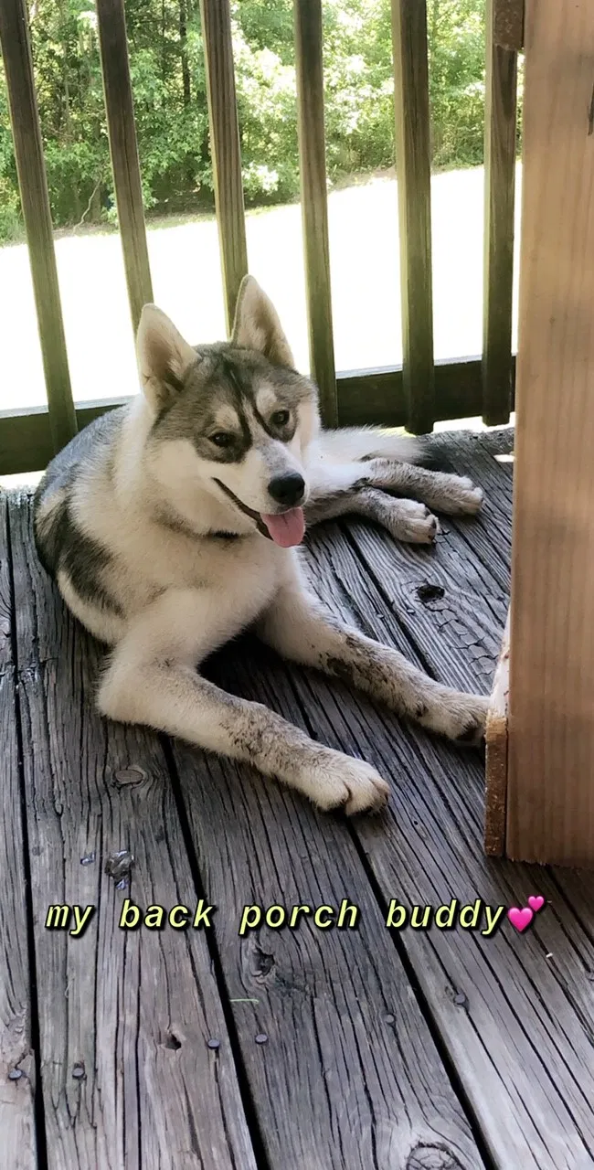 Lost dog in Lucama, NC, 27851