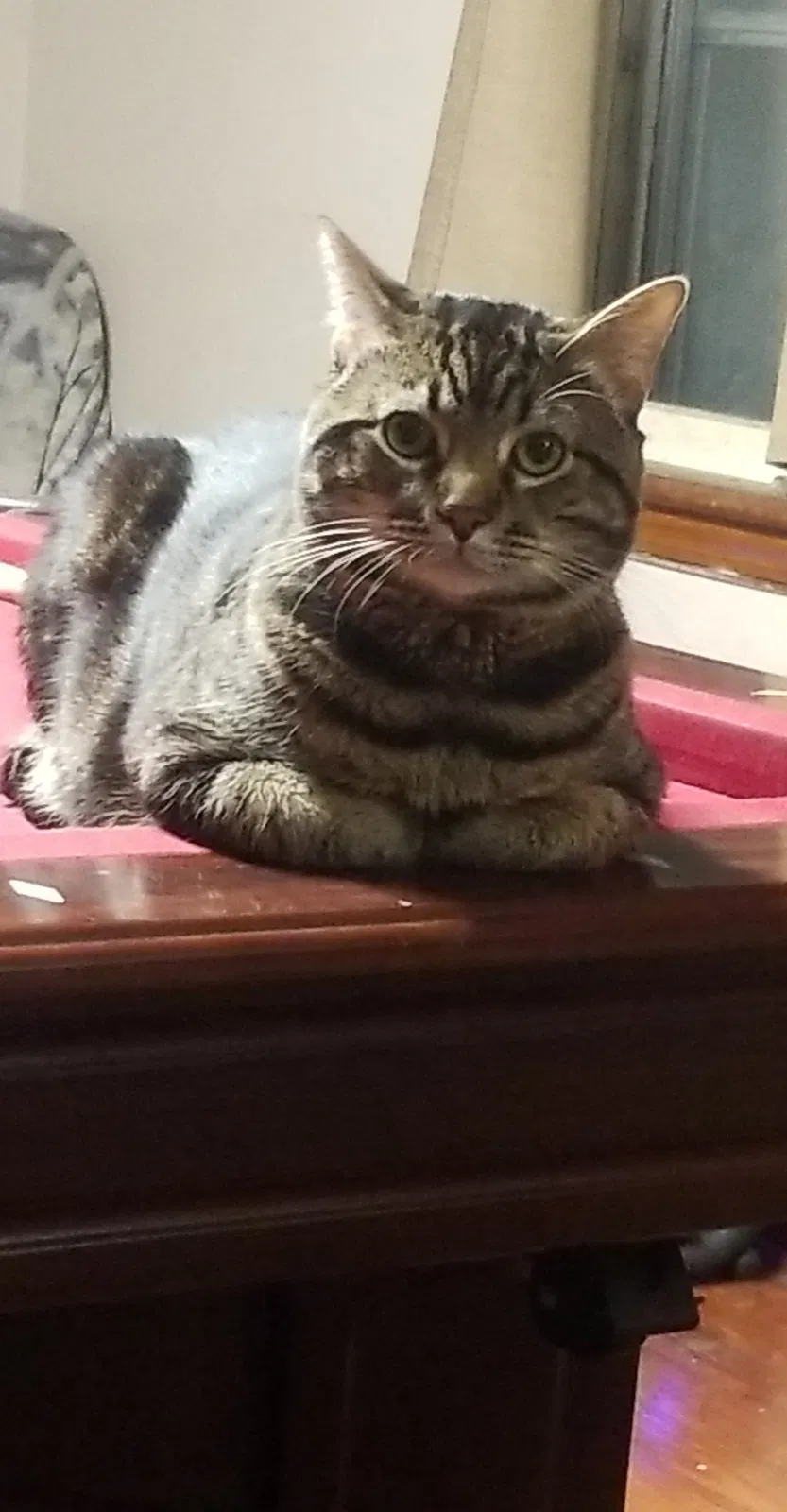 Lost cat in Adamstown, PA, 19501